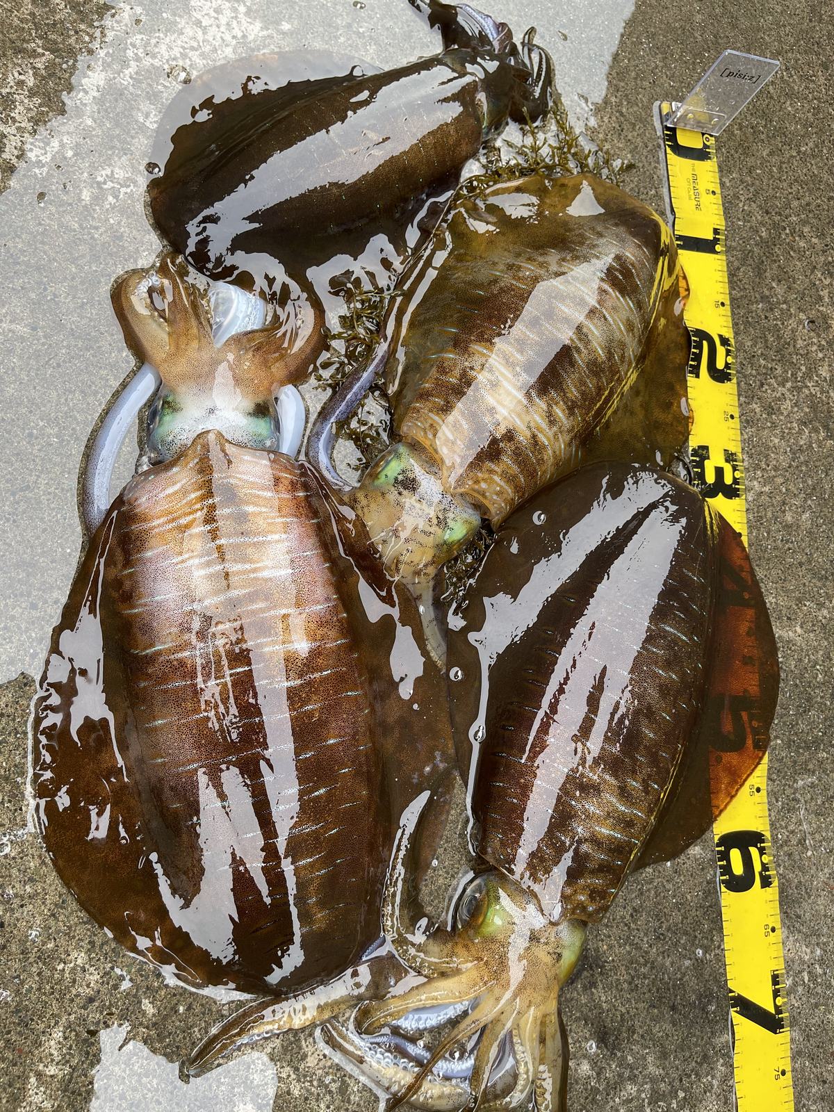 アオリイカ釣果写真