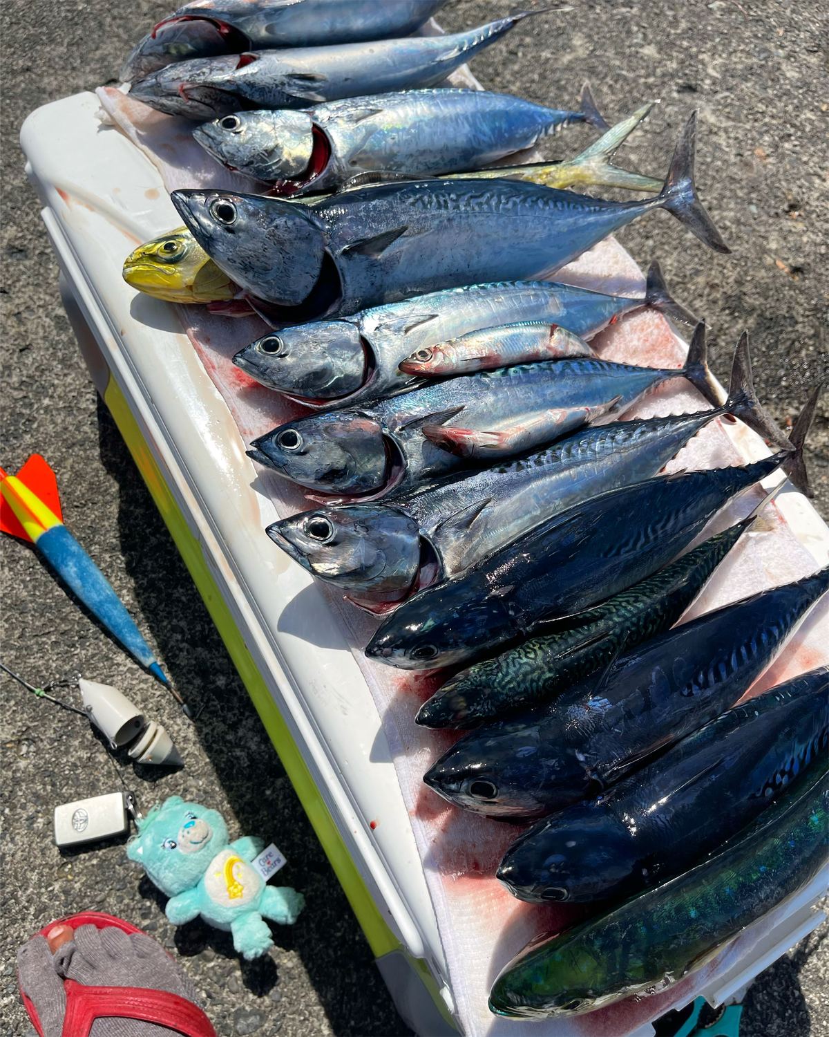 青物の釣果写真