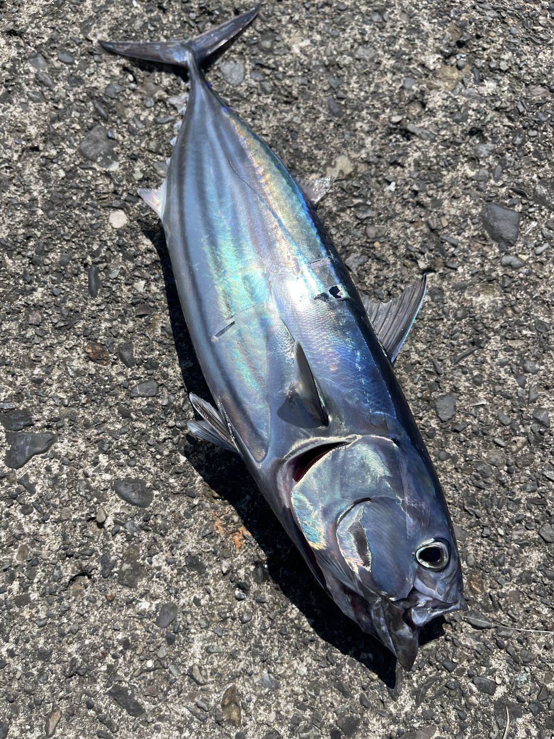 カツオ類の釣果写真