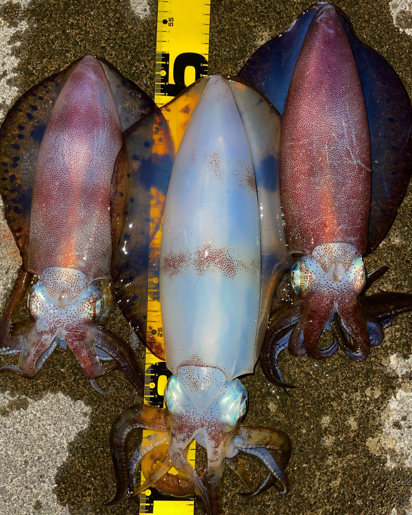 釣果
