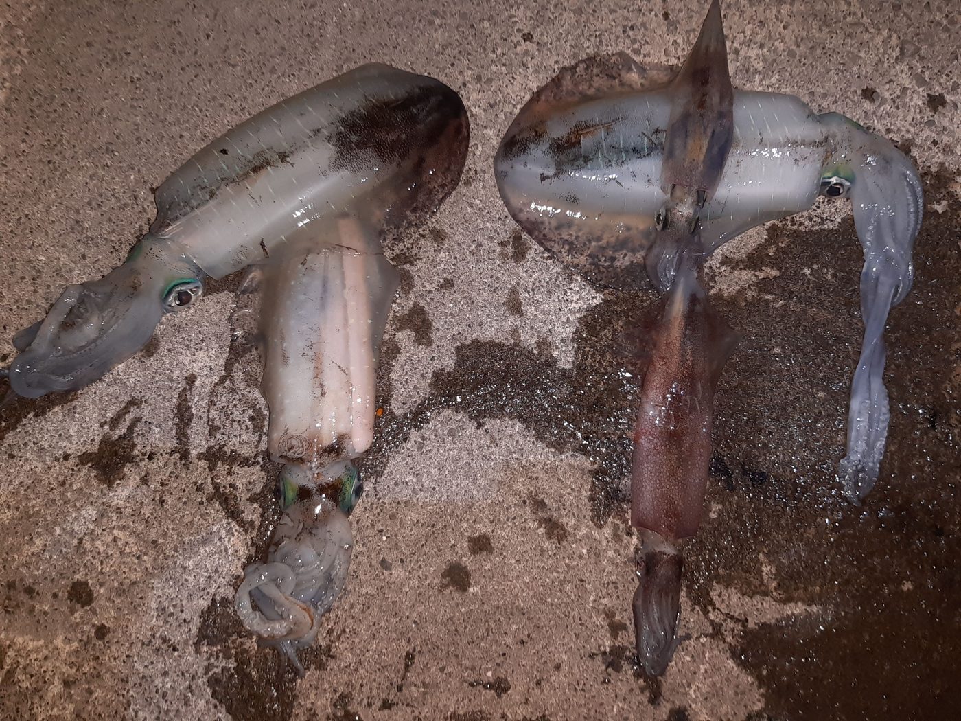 釣果