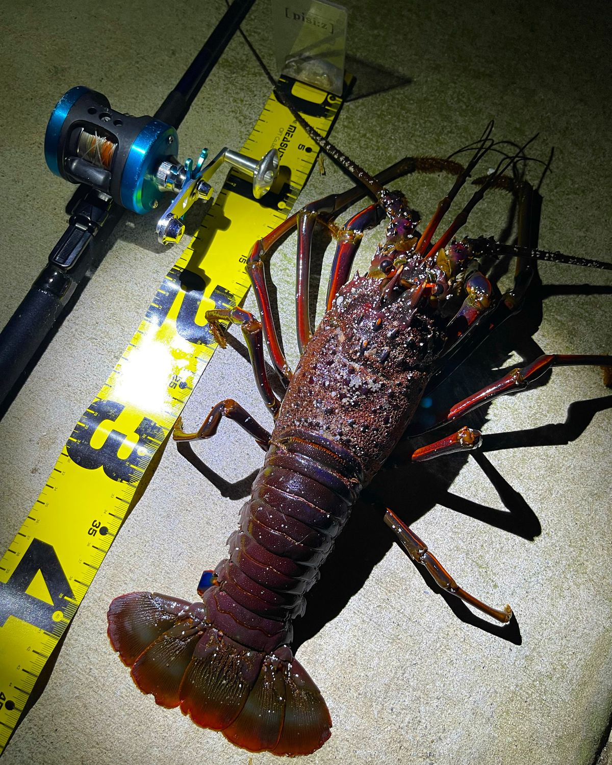 夜釣りの釣果写真