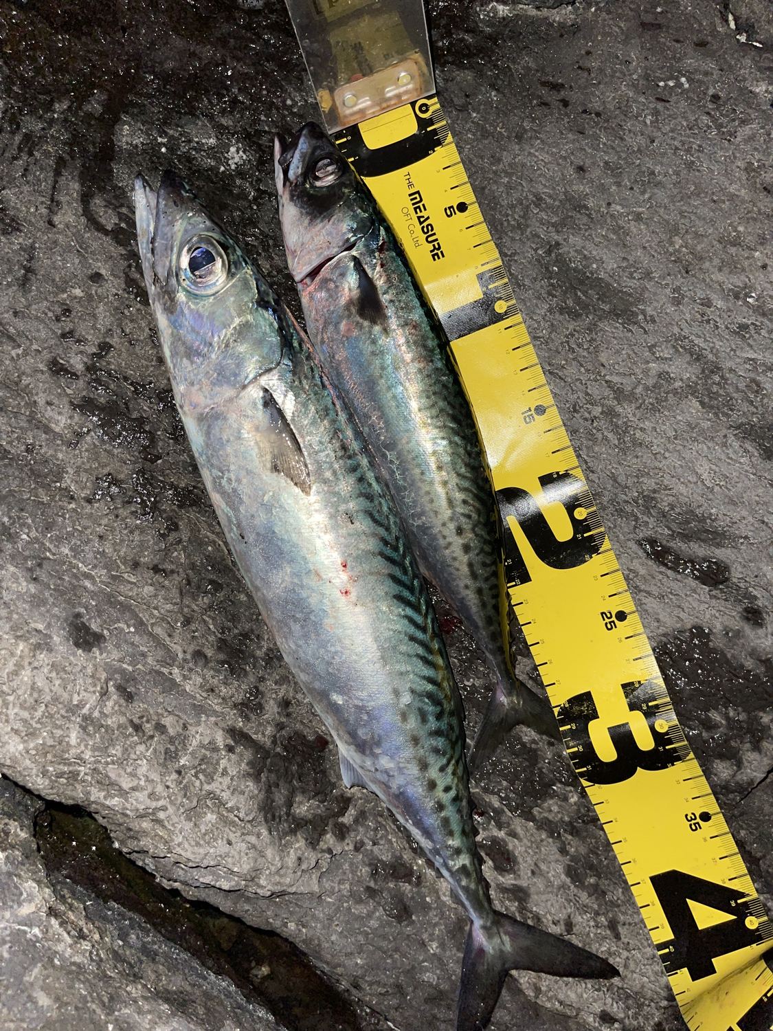 サバの釣果写真