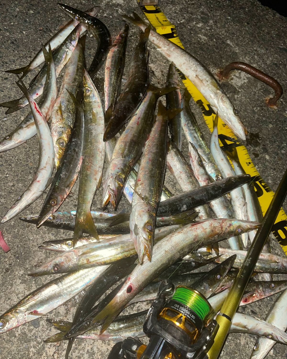 カマス・アジ類の釣果写真
