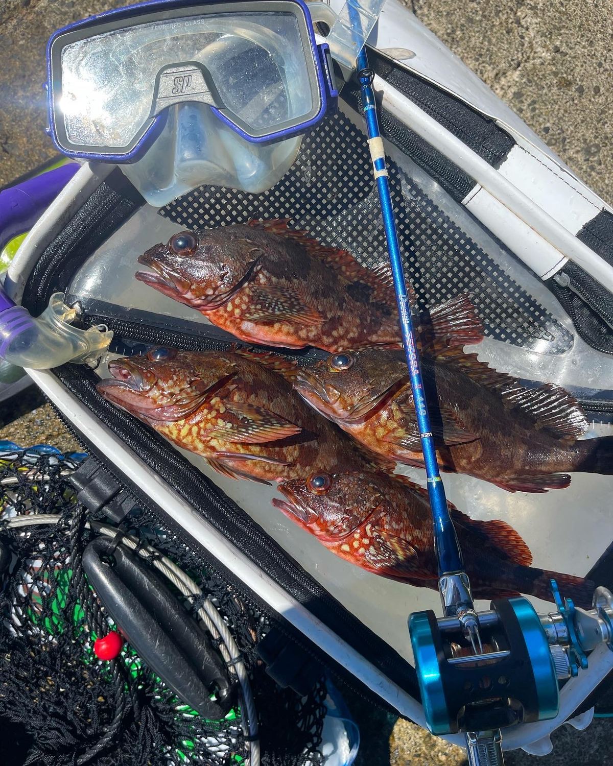 カサゴ類の釣果写真