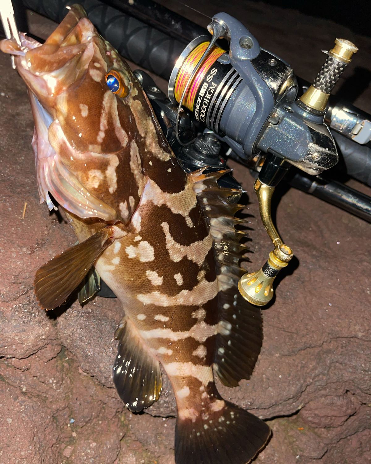 根魚とリールの釣果写真